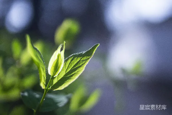 高清摄影 绿色叶子在近景摄影中的植物展示