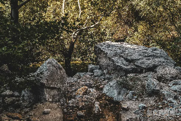 高清摄影 前景有树木和石头的崎岖地带