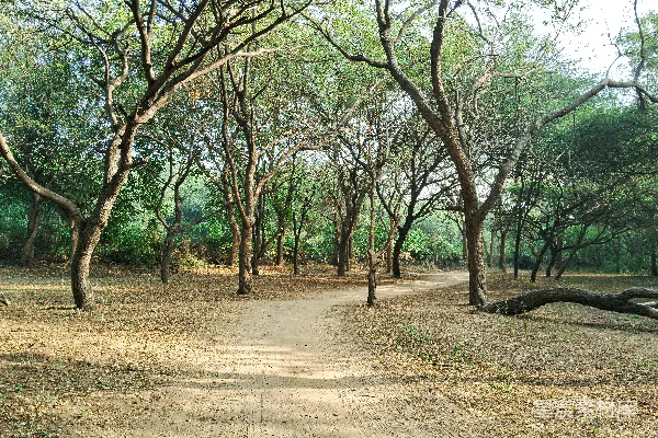 高清摄影 森林中一条破旧的土路