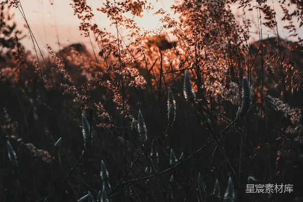 高清摄影 金光下的草