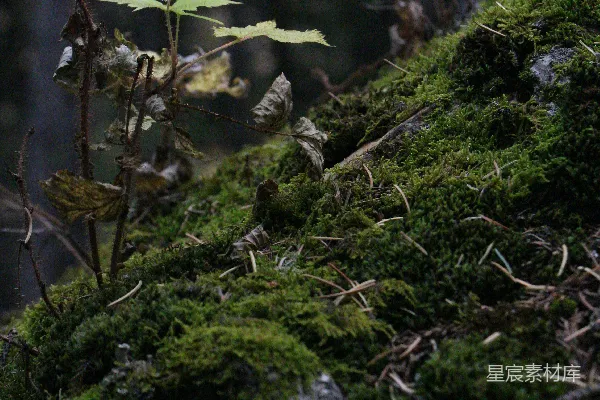 高清摄影 一块长满苔藓的石头上长出了一株植物
