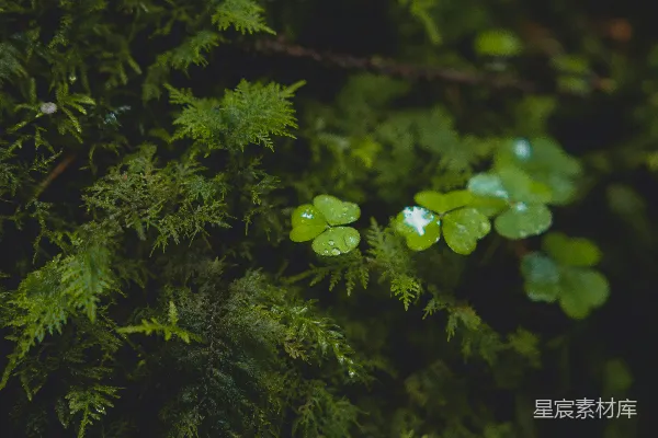 高清摄影 一棵树的特写照片，树叶是绿色的。