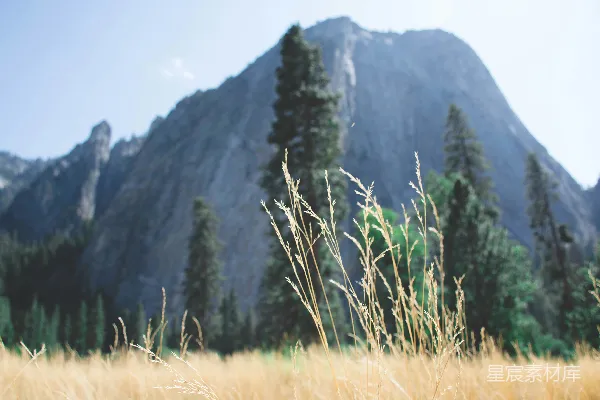 高清摄影 背景有一座山的 tall 草原场