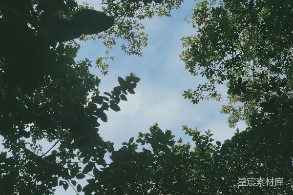 高清摄影 透过一些树看天空的景象