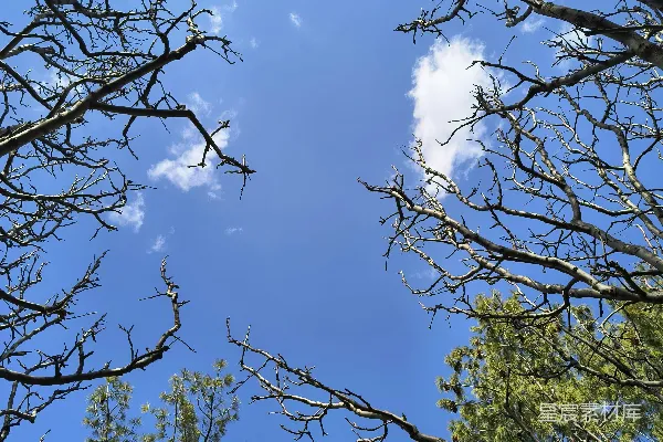 高清摄影 枝条伸向蔚蓝的天空。
