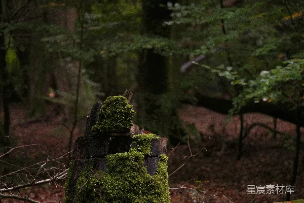 高清摄影 森林中覆盖着青苔的树桩
