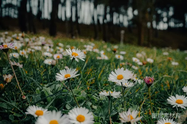 高清摄影 草地上的白色雏菊田