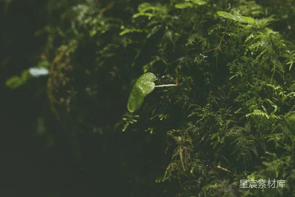 高清摄影 一幅绿苔藓植物的特写镜头