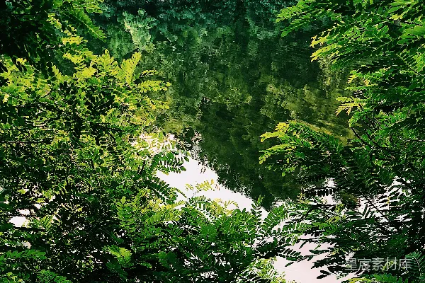 高清摄影 森林中的河流