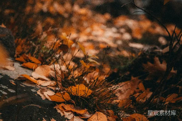 高清摄影 一只狗正走在地上的树叶上。