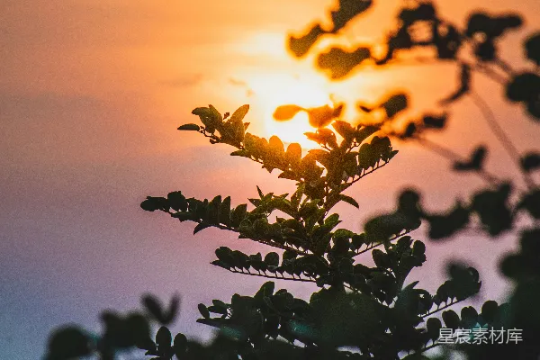 高清摄影 夕阳落在一棵树的枝桠后面