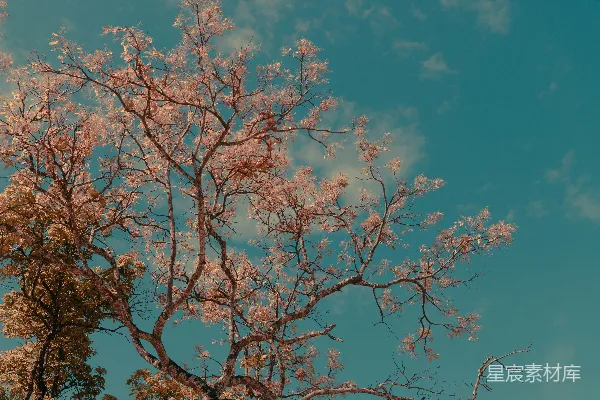 高清摄影 一棵没有叶子的树和背景中的蓝天