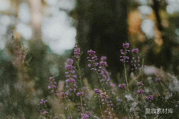 高清摄影 一束生长在草丛中的花