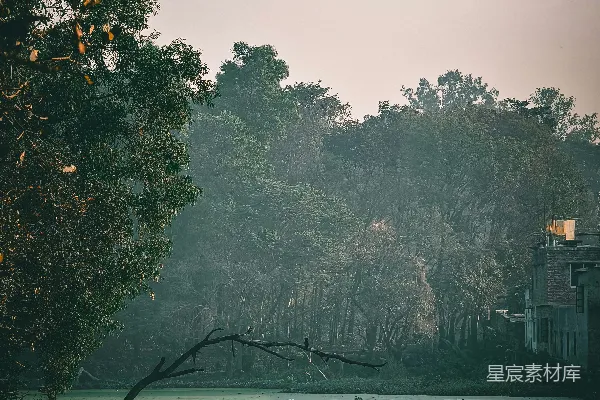 高清摄影 倒伏在水中的树