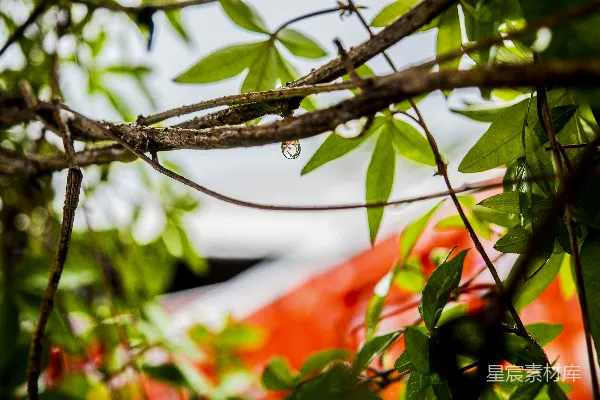 高清摄影 绿色和棕色的树 branches