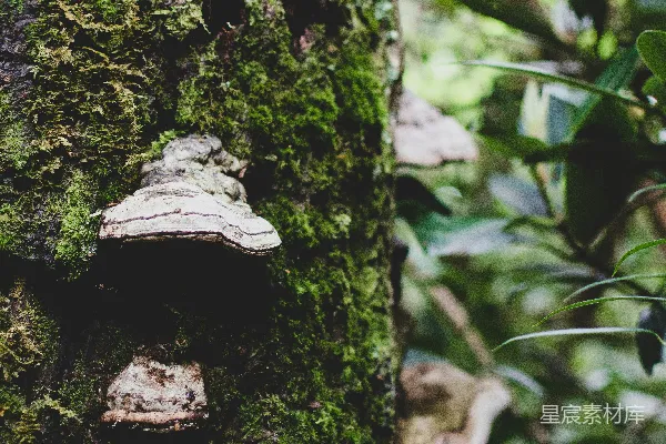 高清摄影 森林中覆盖着苔藓的树干上长有木栓菌。