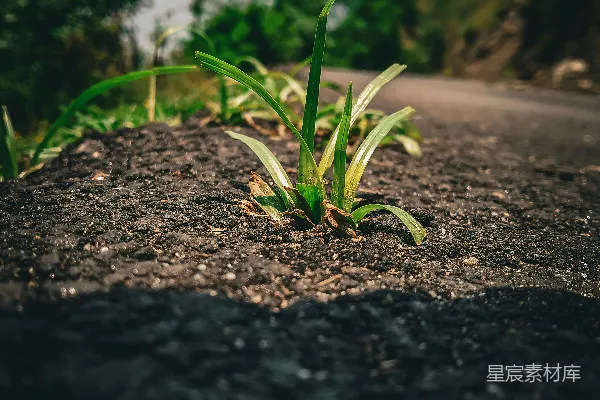 高清摄影 地面上长出的一株小植物