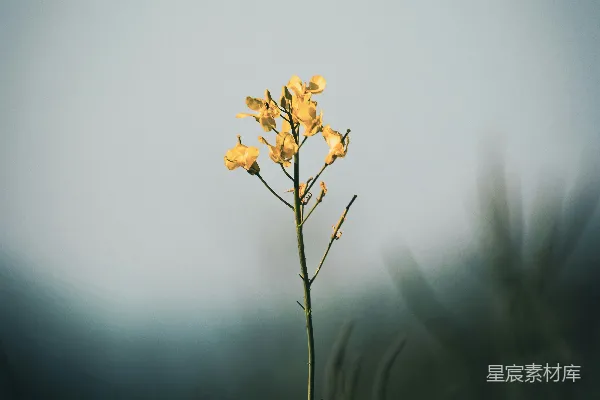 高清摄影 田野中一朵黄色的小花