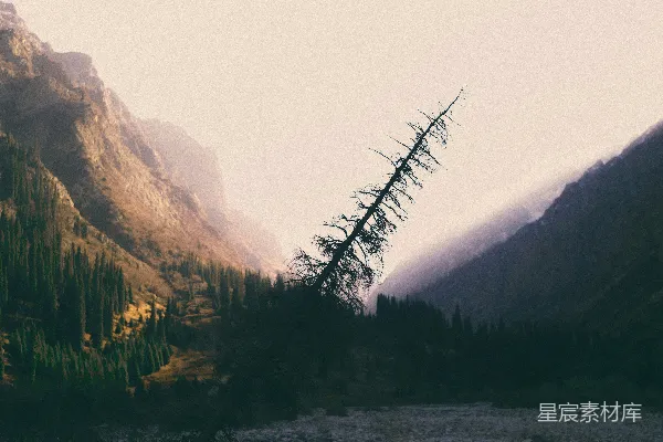 高清摄影 前景中的一棵树的山景
