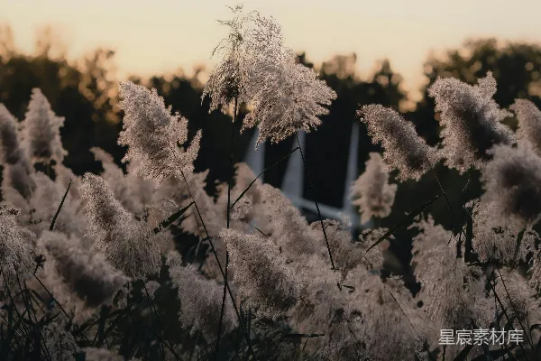 高清摄影 背景中有一片高高的白色花朵组成的花田。