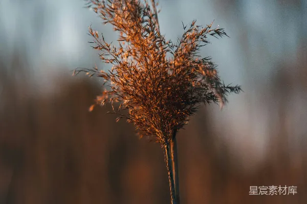 高清摄影 一个植物的特写镜头，背景模糊。