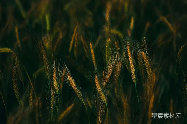 高清摄影 一个植物的特写镜头