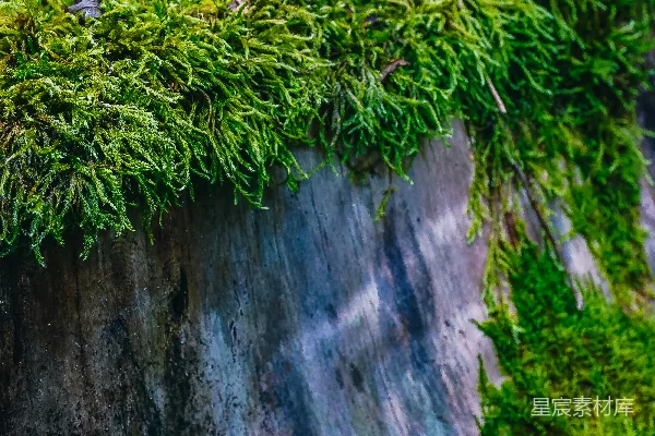 高清摄影 树桩上的近景，上面长满了苔藓。