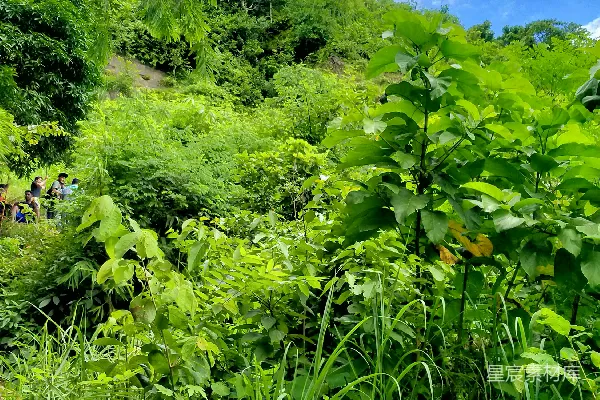 高清摄影 一片繁茂的绿林，遍布着许多树木