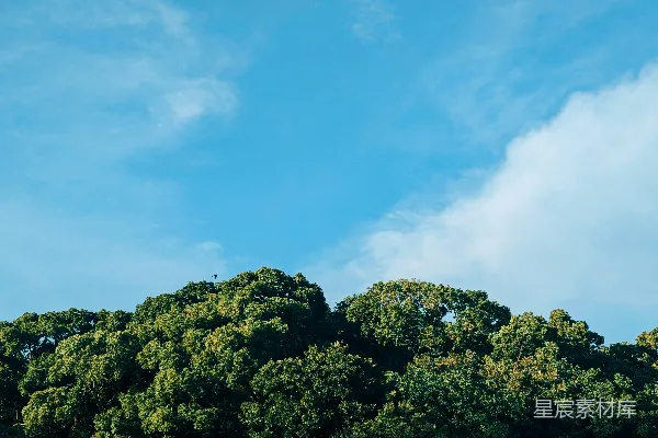 高清摄影 田野中一大群树