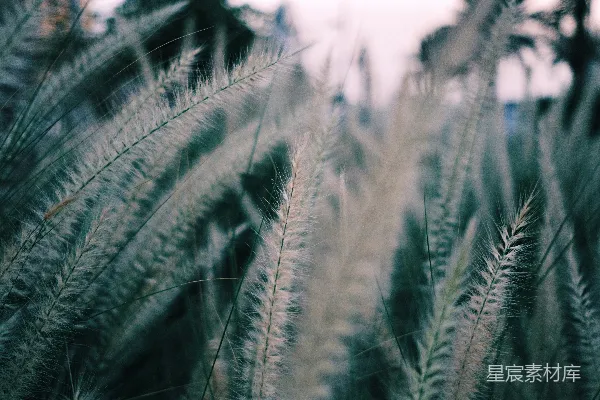 高清摄影 草地的特写镜头
