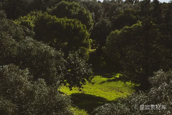 高清摄影 白天绿树丛生的绿色草地之上