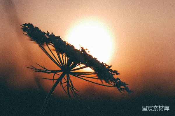 高清摄影 夕阳下的蒲公英特写镜头