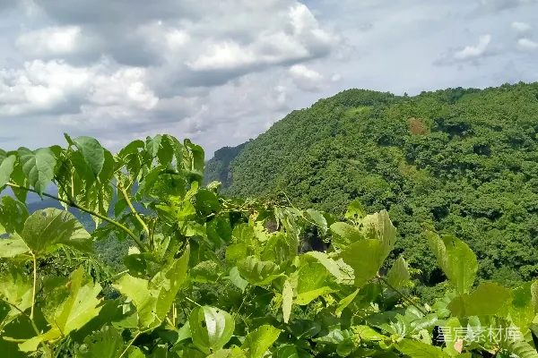 高清摄影 满是树木的茂密绿林