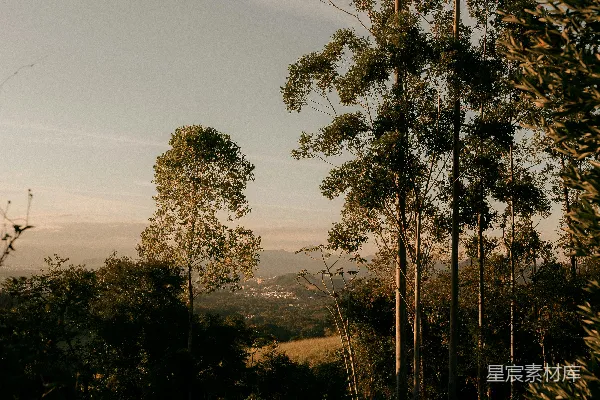 高清摄影 高树俯瞰着一个 hills 地带的远方小镇。