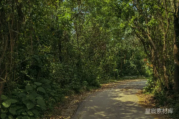 高清摄影 一条空旷的道路周围环绕着树木和灌木丛。