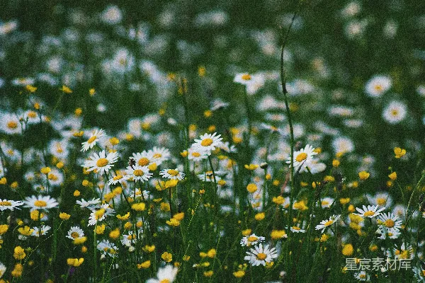 高清摄影 白天盛开的白花瓣花田