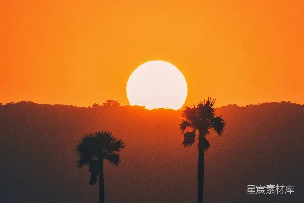 高清摄影 夕阳下树影的轮廓