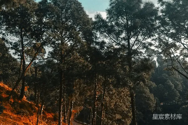 高清摄影 一条围绕着树木的土路蜿蜒在山坡上。