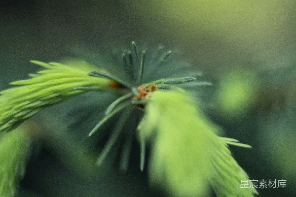 高清摄影 一只昆虫的特写镜头