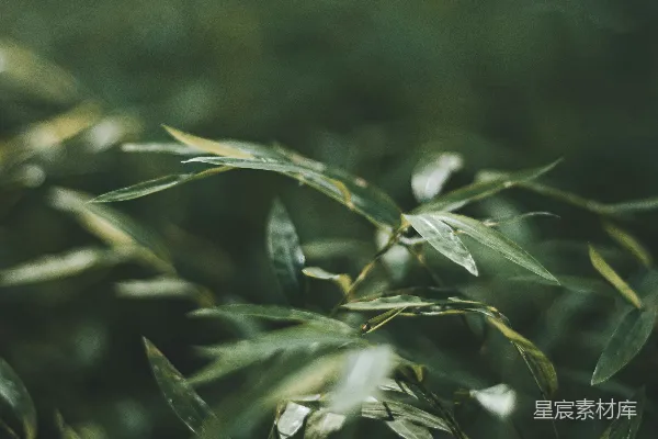 高清摄影 一棵绿植的特写镜头，有很多叶子