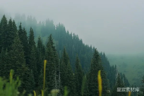 高清摄影 从山顶看去的森林景色