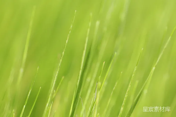 高清摄影 一片绿草地上近景