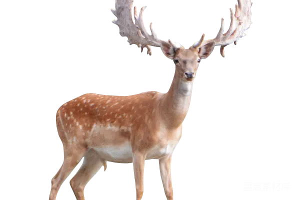 元素素材 Moose
