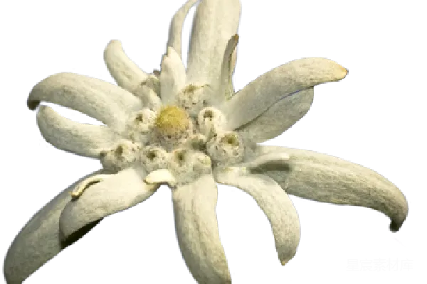 元素素材 雪绒花