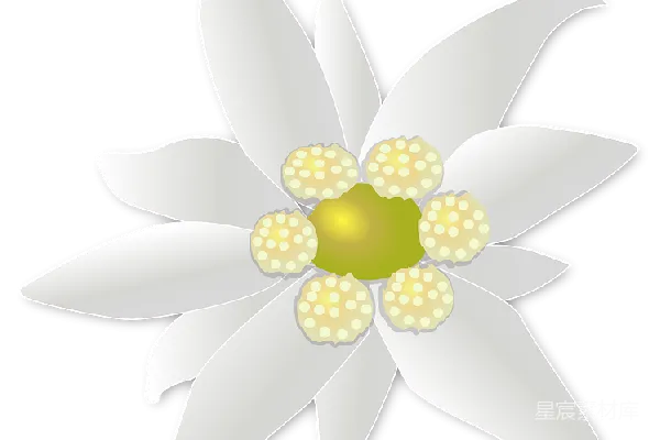 元素素材 雪绒花
