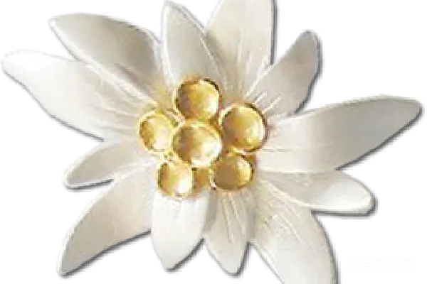 元素素材 雏菊