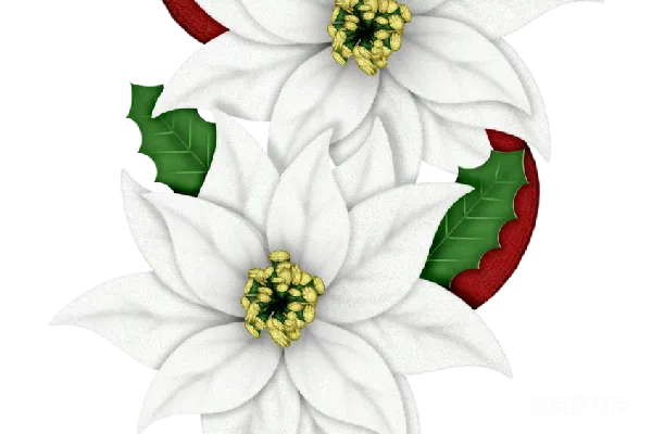 元素素材 雪绒花