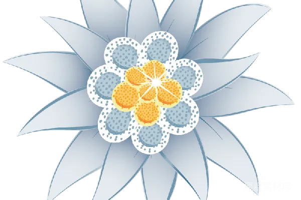 元素素材 雏菊