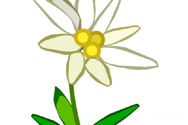 元素素材 雏菊