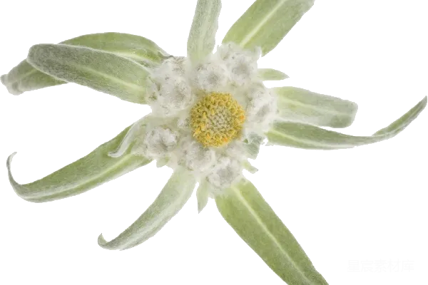 元素素材 雪绒花